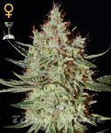 GREEN HOUSE SEEDS - K-Train
