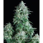 PYRAMID SEEDS - Anubis