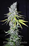 CBD Crew - CBD Skunk Haze