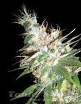 DNA GENETICS - LA Woman