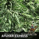 POSITRONICS - Afghan Express