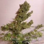 ACE SEEDS - Auto Malawi x Northern Lights