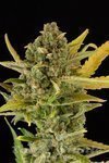 DINAFEM - Critical Cheese Autoflowering
