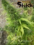 FLASH SEEDS - Copacabana SuperAuto