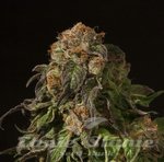 DEVIL'S HARVEST - Shoreline