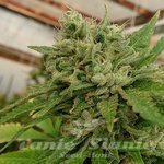 LOUD SEEDS - Headband 100%