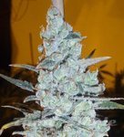 DELICOUS SEEDS - Critical Jack Herer
