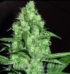 FANTASEEDS - Homegrown Cheese Auto