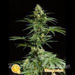 PHILOSOPHER SEEDS - Cheesy Auto