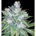 RESERVA PRIVADA - Kandy Kush