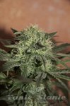 SEEDSMAN - Auto Lemon