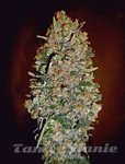 00 SEEDS BANK - Automatik Collection #1