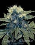 DNA GENETICS - Sharksbreath '09