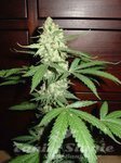 FANTASEEDS - Homegrown Cheese