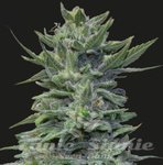KALASHNIKOV SEEDS - LAVANDA CREAM