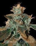 DNA GENETICS - Cataract Kush