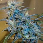 CANNABIOGEN - Sugarloaf