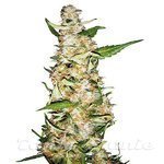 SENSI SEEDS - SKUNK #1 AUTO