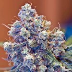 FEMALE SEEDS - ICED Grapefruit