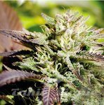 DELICIOUS SEEDS - Caramelo F1 Rapid