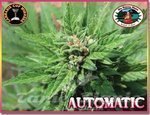 BIG BUDDHA SEEDS - Automatic