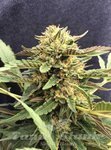 CBD Crew - CBD Therapy