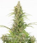 DINAFEM - White Widow CBD Auto