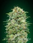 00 SEEDS BANK - White Widow CBD