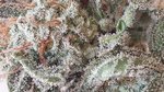 GENOFARM - Purple Haze Auto