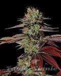 GREEN HOUSE SEEDS - King’s Kush Autoflowering