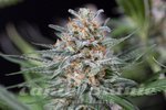 DINAFEM - Quick Critical +