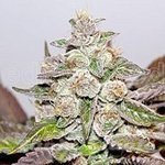 MEDICAL SEEDS - Mendocino X Purple Kush
