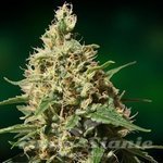BARNEY’S FARM - Peppermint Kush