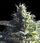 THE BULLDOG SEEDS - Mataro Blue