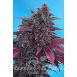 SWEET SEEDS - Dark Devil Autoflowering