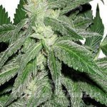 CANNABIOGEN - Taskenti