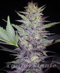 MEPHISTO GENETICS - Deep Blue C F2
