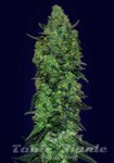 ADVANCED SEEDS - Auto Skunk Mass