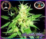 BIG BUDDHA SEEDS - Buddha Haze