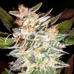 DELICIOUS SEEDS - Delicious Candy