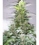 KETAMA SEEDS - Creative Auto