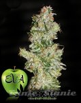 EVA SEEDS - Nexus