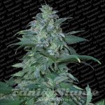 PARADISE SEEDS - L.A. Amnesia