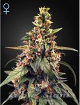 GREEN HOUSE SEEDS - Great White Shark CBD