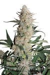 DUTCH PASSION - Critical Orange Punch