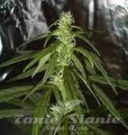KC BRAINS - Swiss-XT