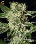 GREEN HOUSE SEEDS - Ladyburn 1974