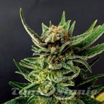 KANNABIA SEED - Gypsy Kush