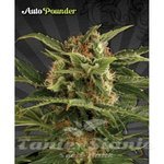 AUTO SEEDS - Auto Pounder