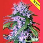 BOMB SEEDS - Berry Bomb Auto